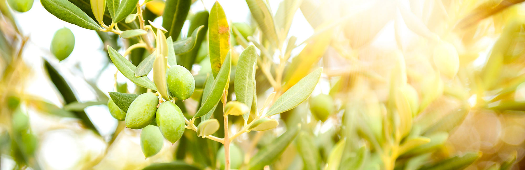 Olivenbaum im Sonnenlicht